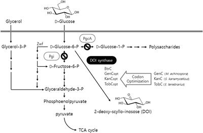 Enhanced Biosynthesis of 2-Deoxy-scyllo-inosose in Metabolically Engineered Bacillus subtilis Recombinants